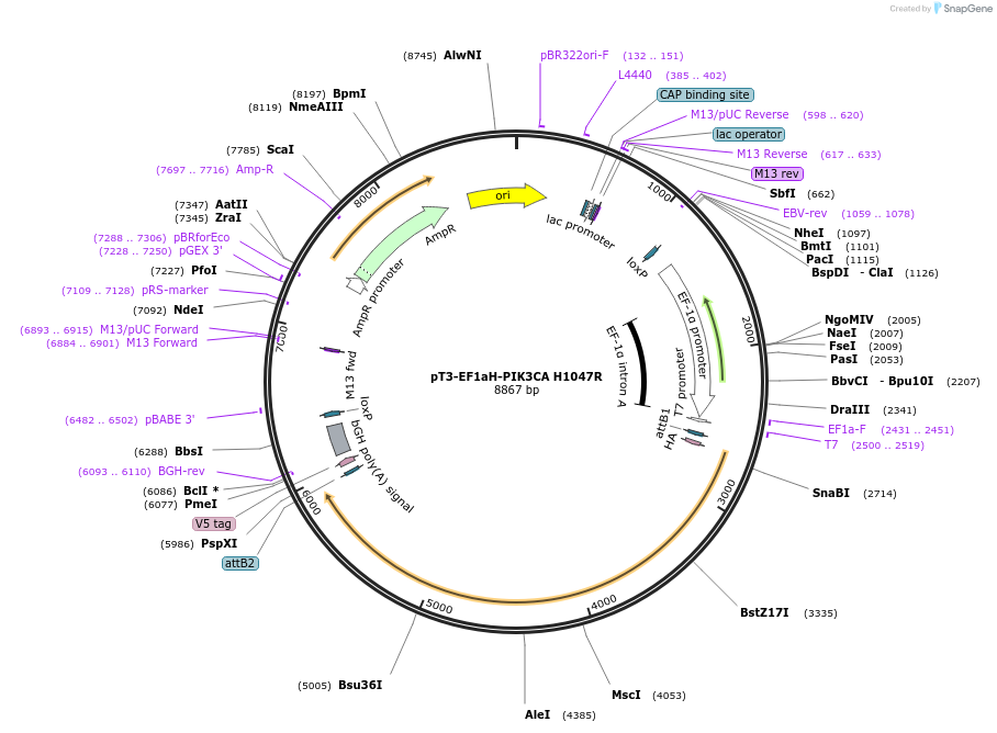 9ao-SOD2-3xHA-TALE(ND4-Left)-Nt.BspD6I(C)载体图谱